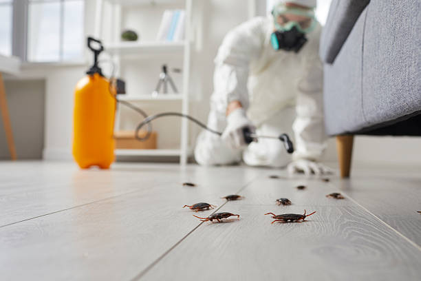 Post-Treatment Bed Bug Interceptor Monitoring in Cosmopolis